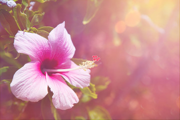 hibiscus © Ramona Heim