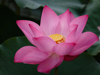 Pink Lotus Flower Opening Up It's Heart To The World