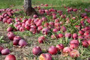 Apples from a rustic farm