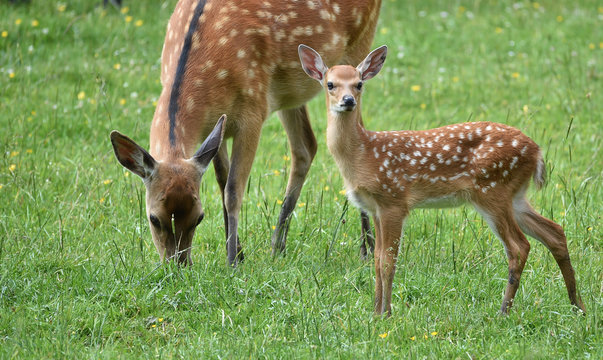Damwild mit Nachwuchs