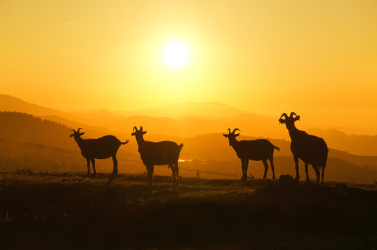 horned goats at sunset