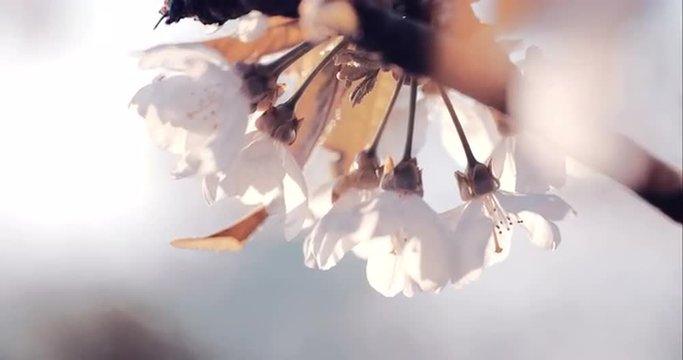Spring Cherry Blossom Blooming. Shoot on Digital Cinema Camera in 4K - ProRes 422 codec.