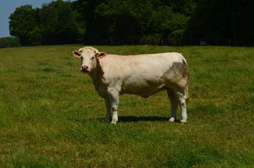 Bœuf dans un herbage (Normandie)