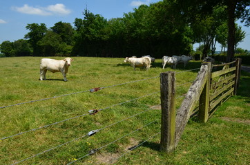 Fototapeta na wymiar Bœuf dans un herbage (Normandie)