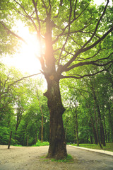 Large tree in the old park