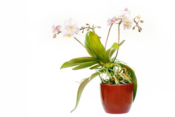 Piccola orchidea phalaenopsis con vaso su un fondo bianco - obrazy, fototapety, plakaty