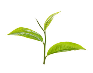 Tea leaves siolated on white background