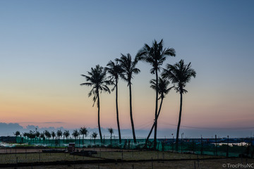 palms in morning