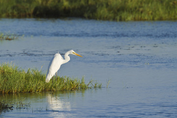 Great egret in Pottuvil,  Sri Lanka