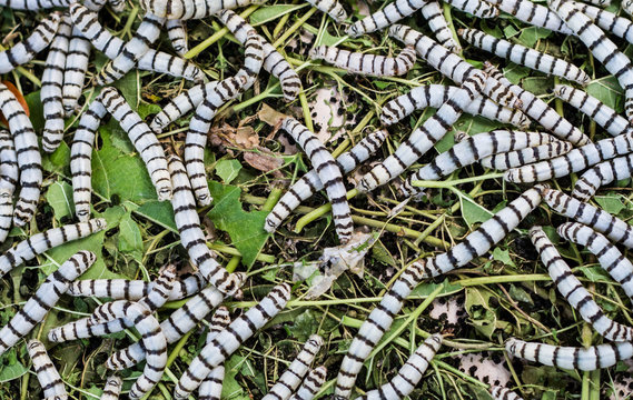 Silkworms