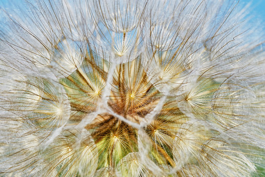 Fototapeta Dandelion closeup (texture)