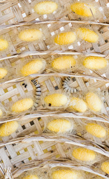 Sericulture