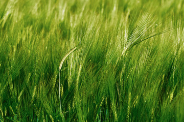 Green field of barley closeup