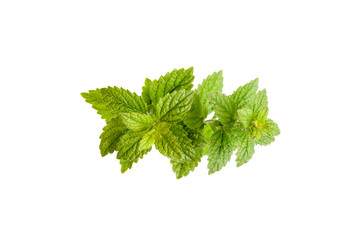 Green leaves of mint.