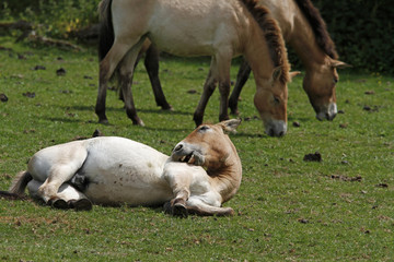 Obraz premium Przewalski-Fohlen