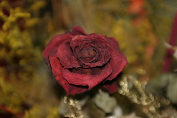 Zasuszona róża (Rosa) - obrazy, fototapety, plakaty