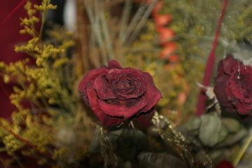 Zasuszona róża (Rosa) - obrazy, fototapety, plakaty