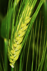 Green barley spike closeup