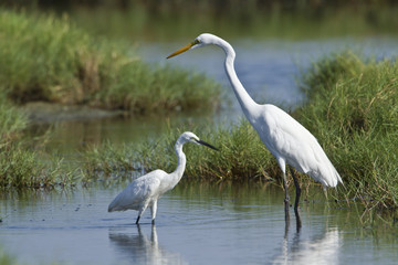 Great egret and little egret in Potuvil, Sri Lanka.