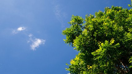 Green leaves tree against blue sky in summer