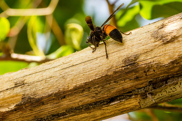 An orange and black hornet is busy stripping bark from a tree branch. Copy space to the left and bottom.