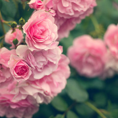 pink roses in the garden