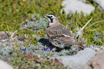 Horned Lark in Alpine Meadow