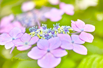 ガクアジサイのクローズアップ