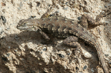 Western Fence Lizard