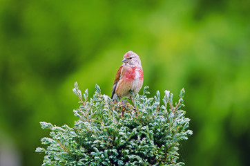 Männlicher Birkenzeisig (Carduelis flammea)