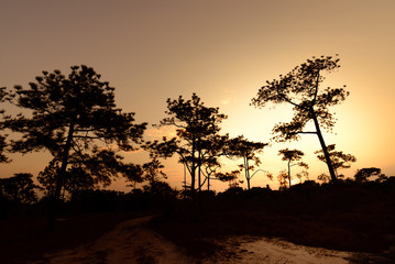 Fototapeta na wymiar Silhouetted of pine tree at sunrise.