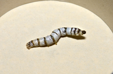 Gusanos de seda