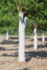 Whitewashed plum trees for protection © thirdkey
