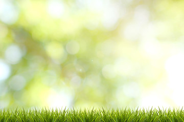 Grass and green blurred background