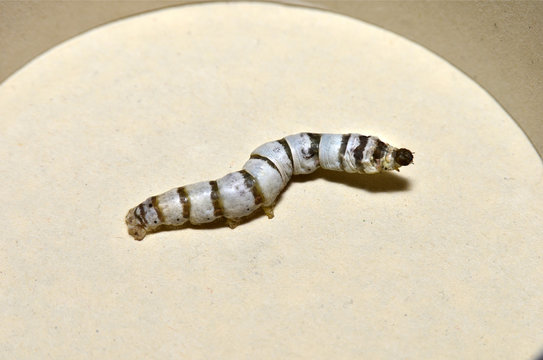 Gusanos de seda
