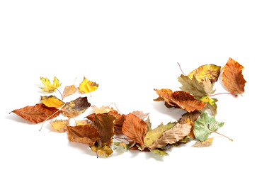 Autumn dry maple leafs on white background