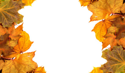 Naklejka na ściany i meble Autumn maple-leafs