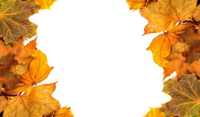 Autumn maple-leafs