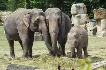 elephants 
