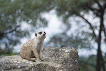 Fototapeta premium meerkat