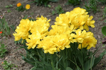Naklejka premium Tulipan - tulipany (Tulipa)