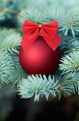 Red Christmas bauble on a fir tree