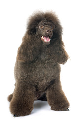 brown poodle