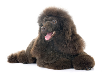 brown poodle