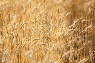 wheat field