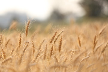 wheat field