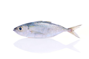 Fresh mackerel fish on the white background