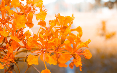 Orange flowers are blooming in garden