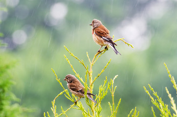 Birkenzeisig-Paar (Carduelis flammea)
