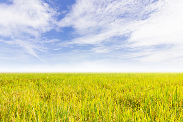 Rice field and the blue sky